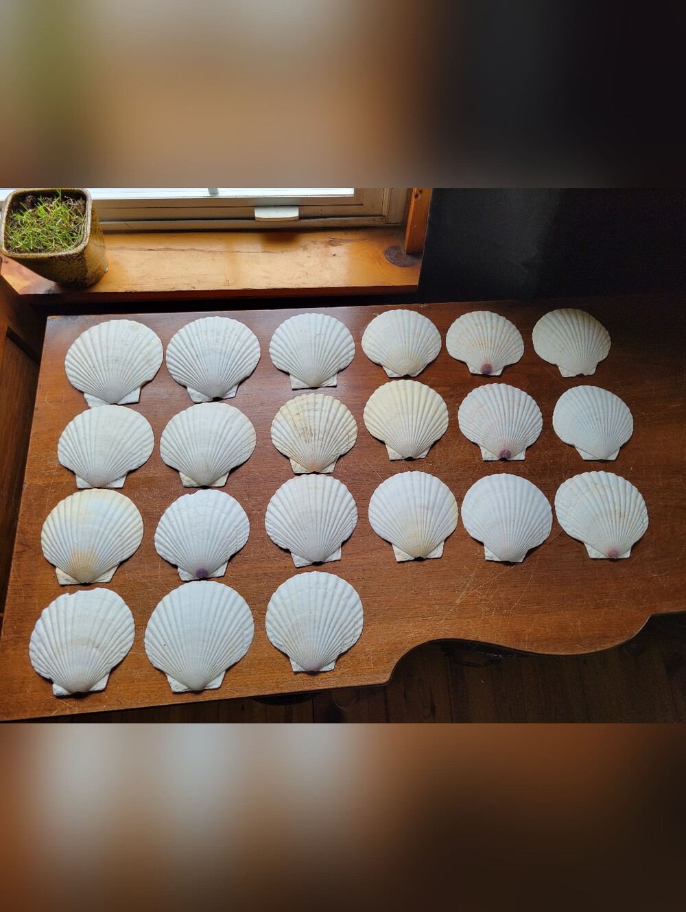 18 Natural Scallop Shells For Crafts